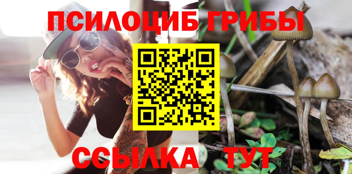 Псилоцибиновые грибы Psilocybe Выборг