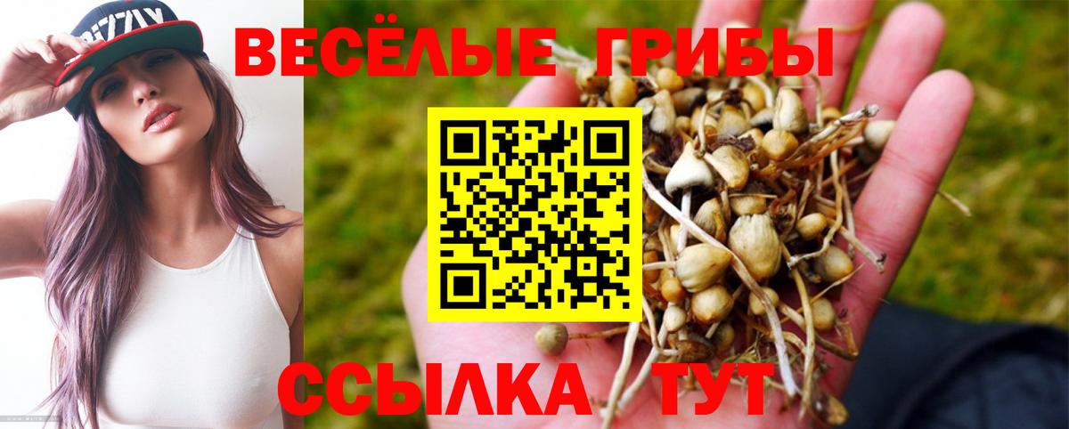 что такое   Вход с VPN  Выборг  Галлюциногенные грибы Psilocybe 